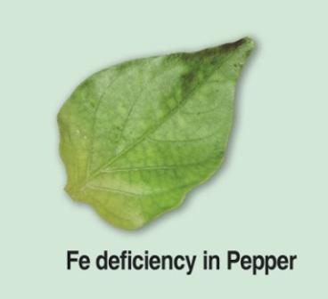 deficiency 1